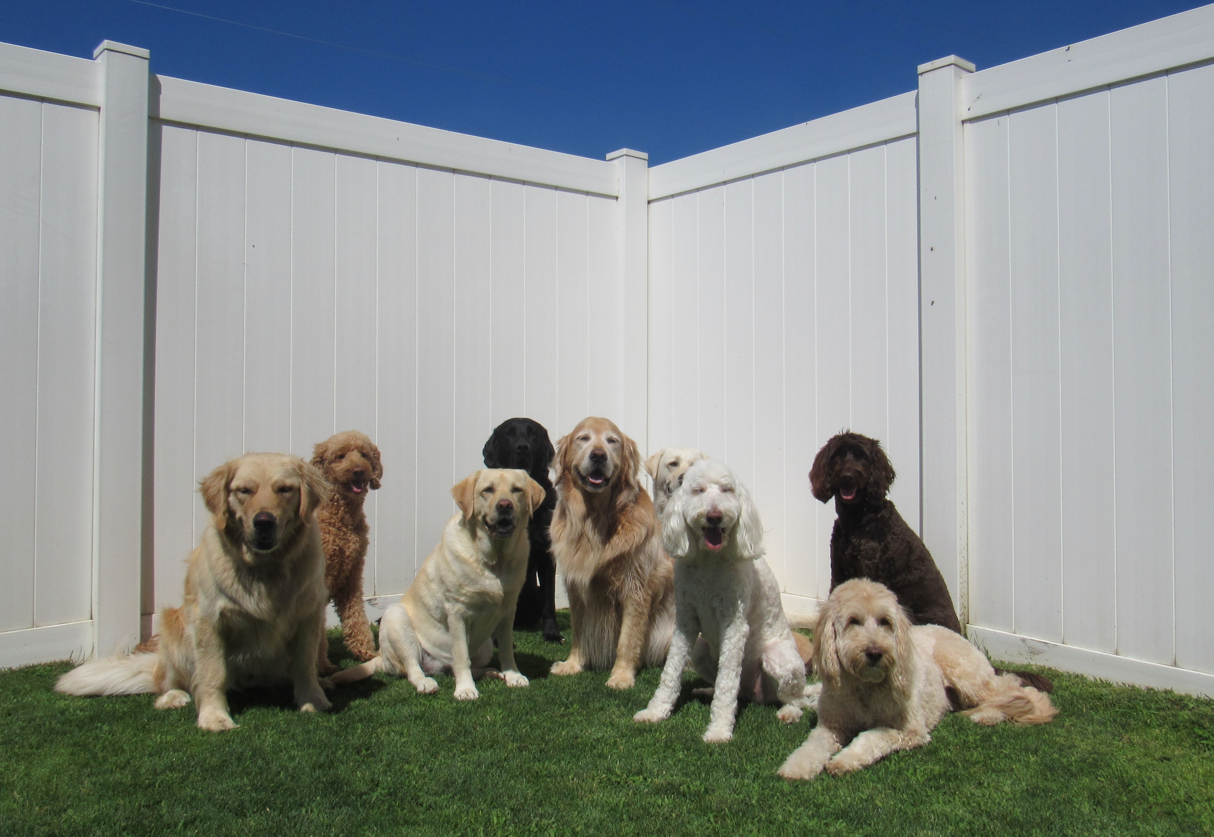 Big dogs outside at K9 Country Club in Yakima, Washington